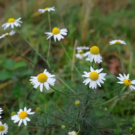In Eifel Near Forest And Mountains Holiday home Kopp