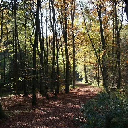 In Eifel Near Forest And Mountains Holiday home Kopp
